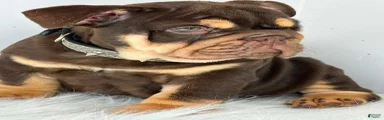 English Bulldog 2