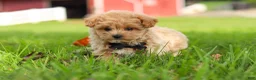 Maltipoo dogs for sale: Nash - Ad 14