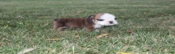 English Bulldog dogs for sale: English Bulldog 5 - Ad 5