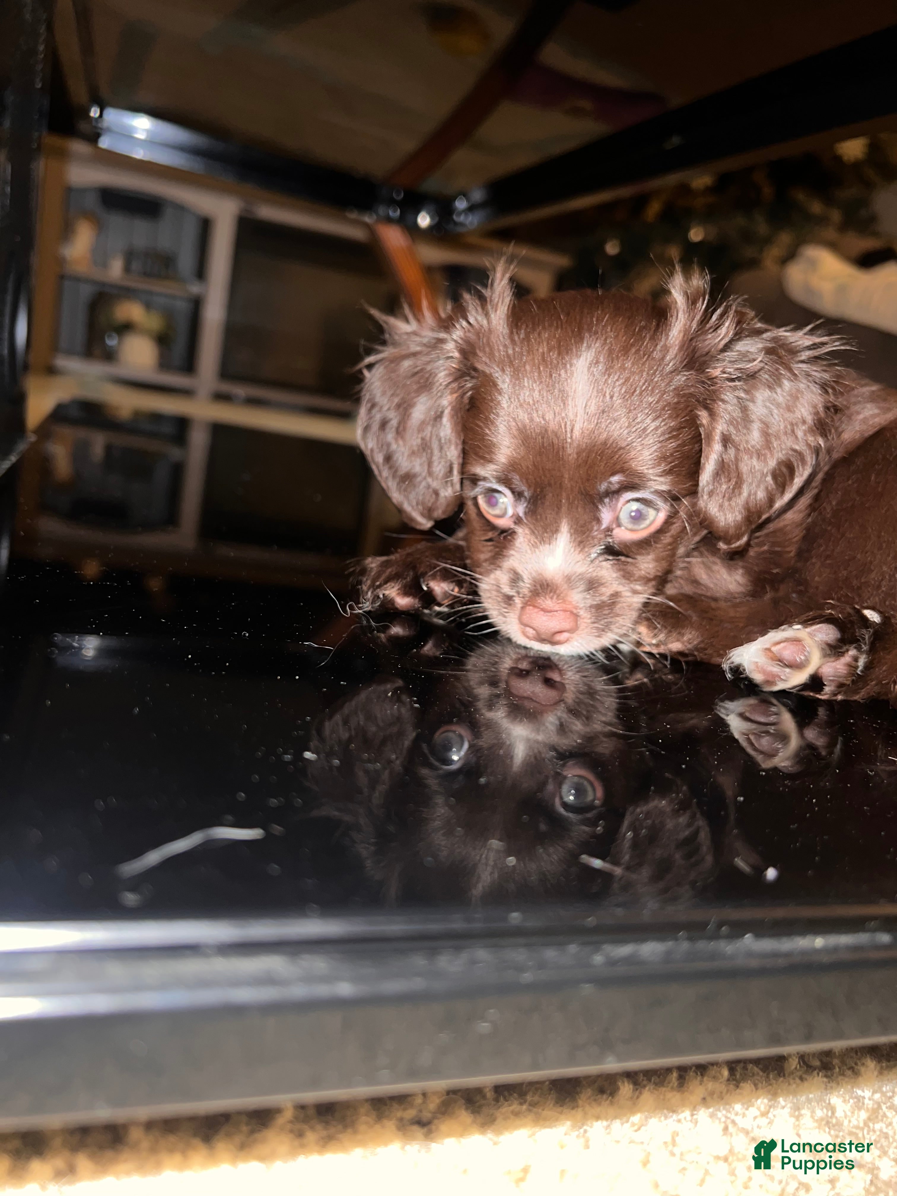 Chipoo Puppies for sale in Alexandria, Virginia | Lancaster Puppies