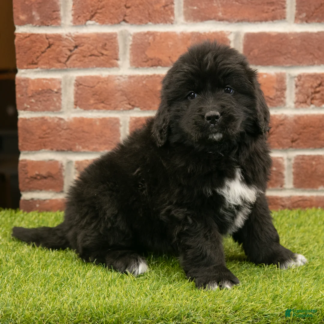 Newfoundland dogs for sale: Candy - Ad 2