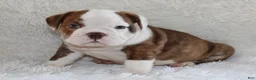English Bulldog dogs for sale: Hudson - Ad 4