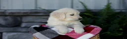 Golden Retriever dogs for sale: Bruno - Ad 9