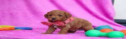 Goldendoodle dogs for sale: Freddy - Ad 1
