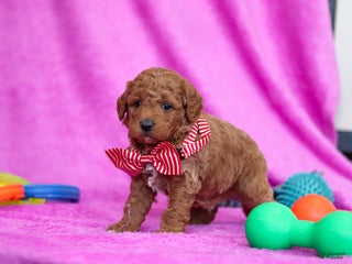 Goldendoodle dogs Freddy - Ad 5