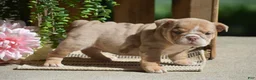 English Bulldog dogs for sale: Molly - Ad 3