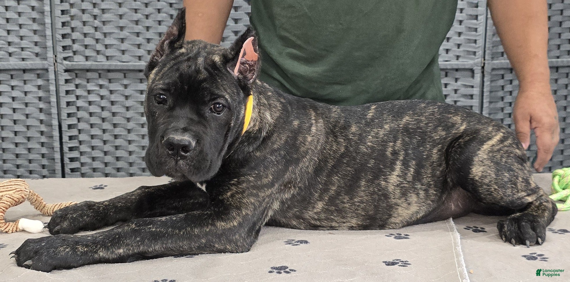 Cane Corso dogs Yellow Girl  - Ad 2