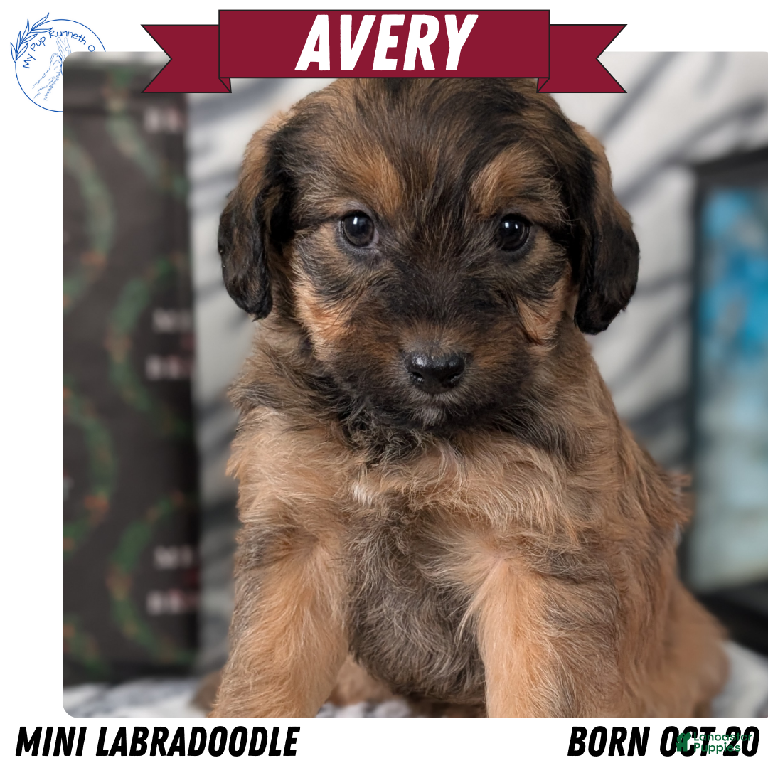 Mixed Breed dogs Avery - Ad 20