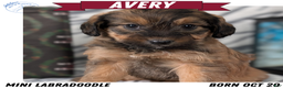 Mixed Breed dogs for sale: Avery - Ad 1