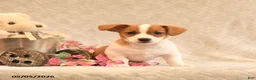 Jack Russell Terrier dogs for sale: Ranger - Ad 4