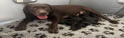 Labrador Retriever dogs for sale: Labrador Retriever Puppy 8 - Ad 2