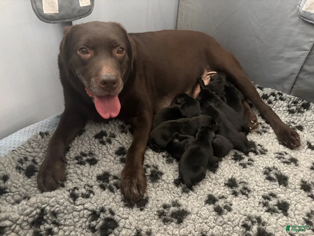 Labrador Retriever dogs for sale: Labrador Retriever Puppy 8 - Ad 2