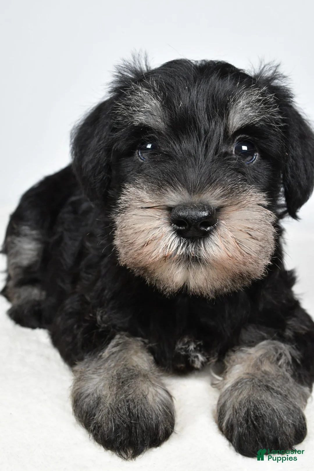 Miniature Schnauzer dogs for sale: Wally - Ad 1