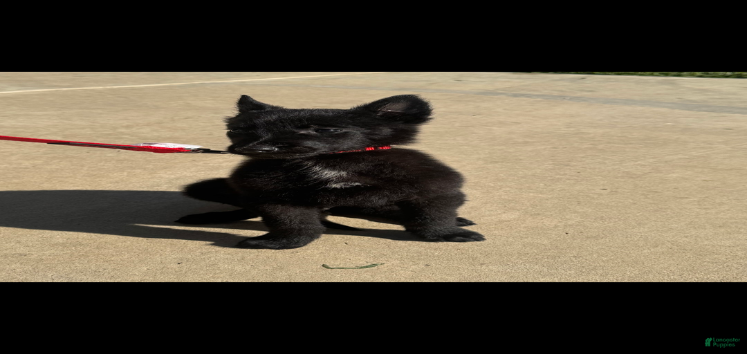 Gallery Image {{count}}