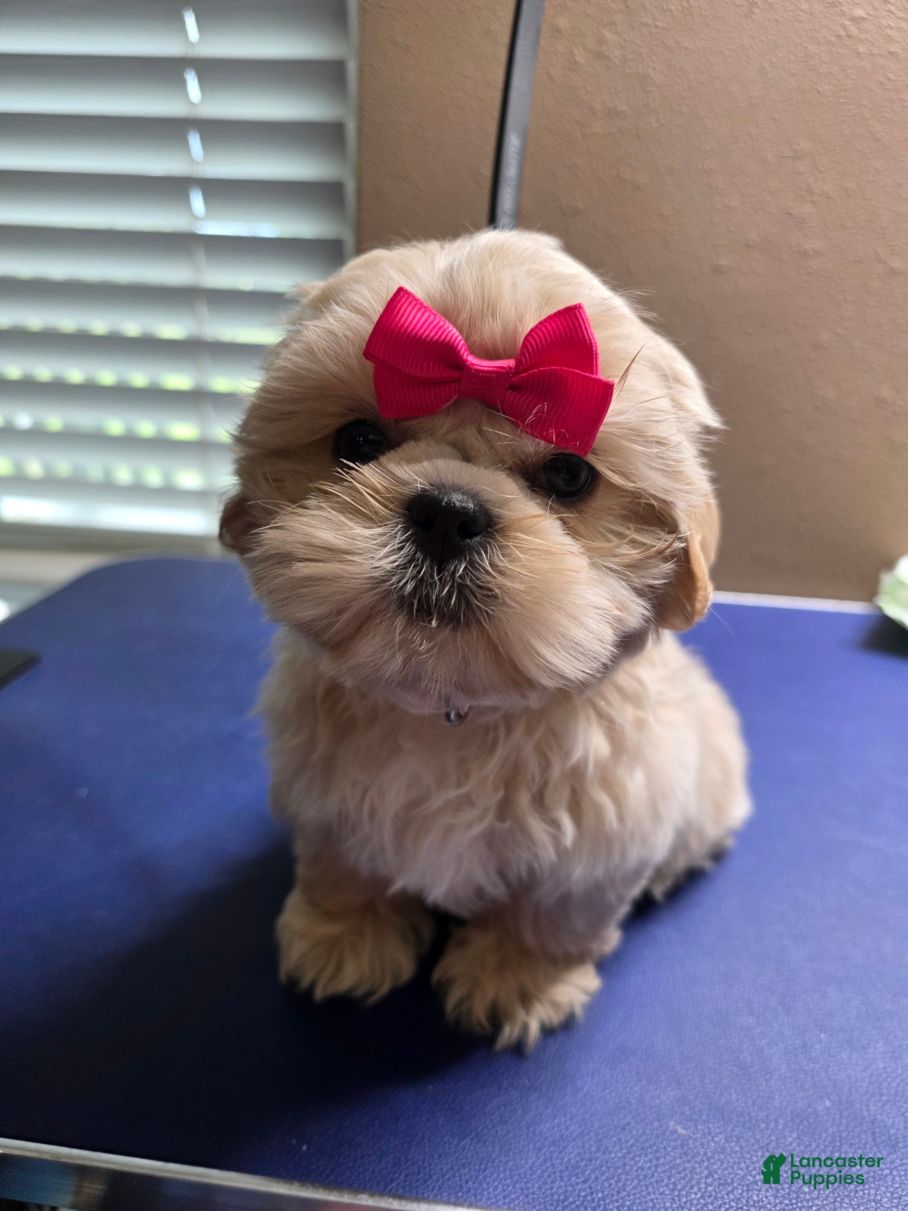 Shih Tzu dogs Shih Tzu Female - Ad 2