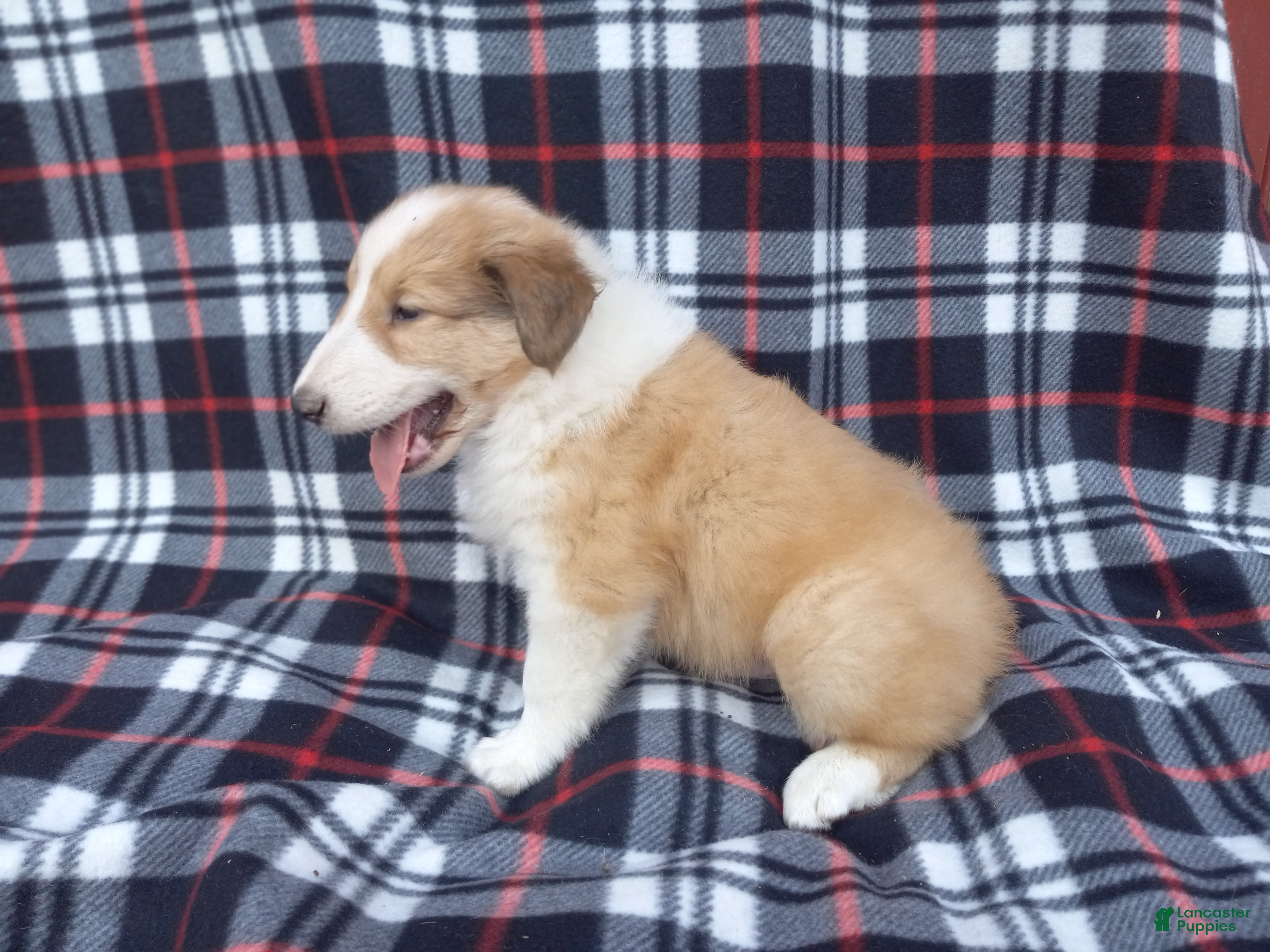Collie dogs Cruz - Ad 2