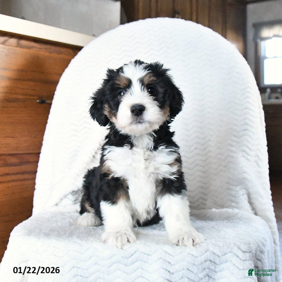 Mini Bernedoodle dogs Victoria - Ad 24