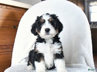 Mini Bernedoodle dogs Victoria - Ad 24