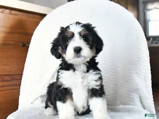 Mini Bernedoodle dogs Victoria - Ad 19