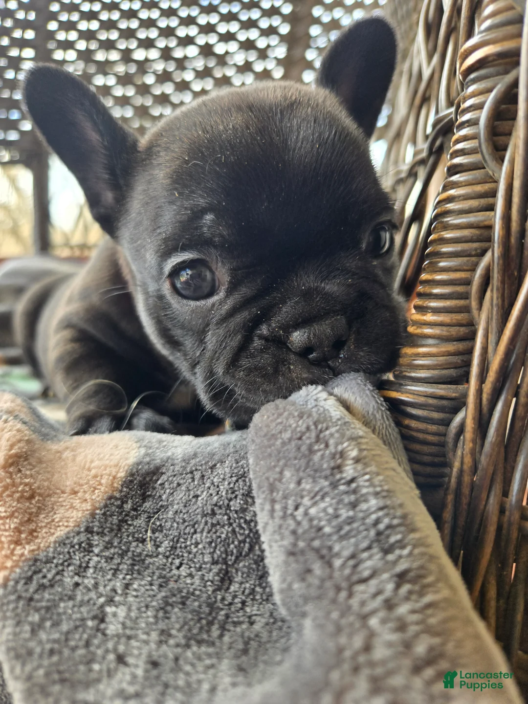 French Bulldog dogs for sale: French Bulldog Puppy Maverick  - Ad 2
