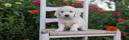 Golden Retriever dogs for sale: Bambi - Ad 5