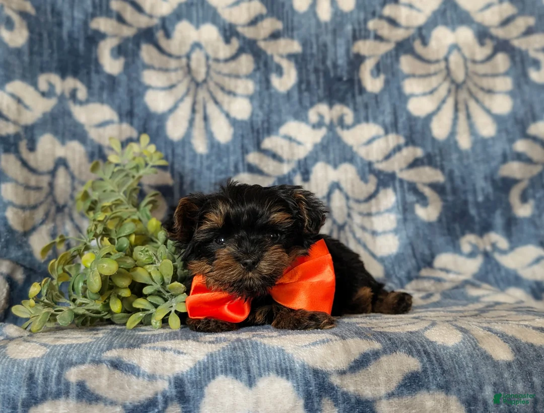 Yorkiepoo dogs for sale: Newton 7 lbs Full Grown - Ad 5