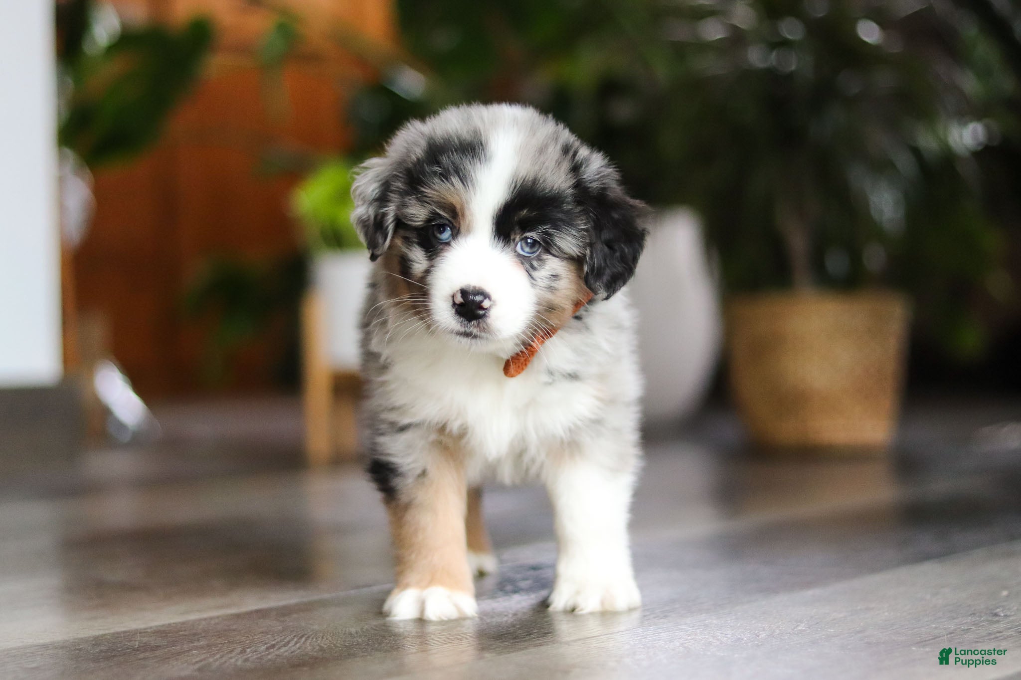 Miniature Australian Shepherd dogs Hershey - Ad 24
