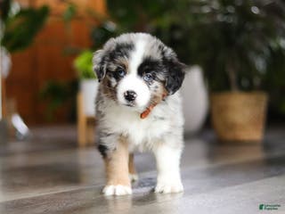 Miniature Australian Shepherd dogs Hershey - Ad 27