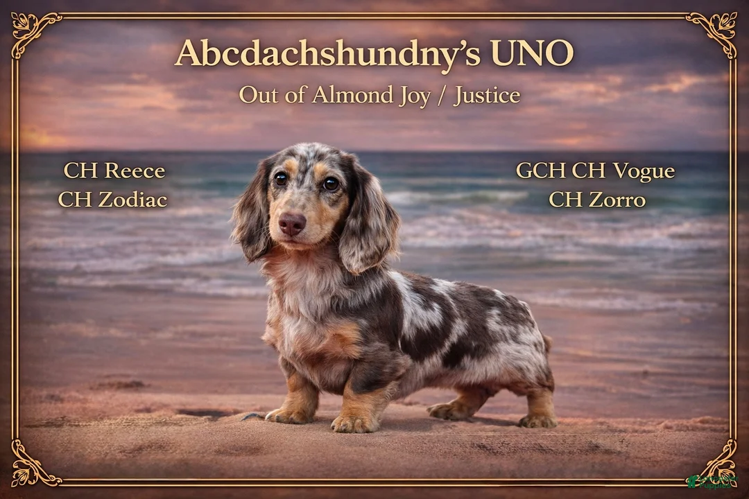 Miniature Dachshund dogs for sale: AKC Russian Ch line - Ad 17