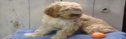 Cockapoo dogs for sale: Boone - Ad 4