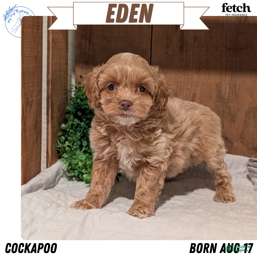 Cockapoo dogs Eden - Ad 1