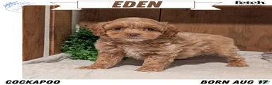 Eden