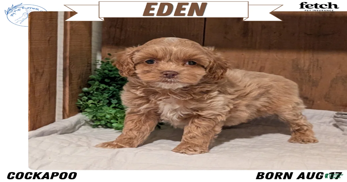 Cockapoo Puppies for sale under $1000 | Lancaster Puppies