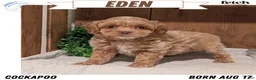 Cockapoo dogs for sale: Eden - Ad 1