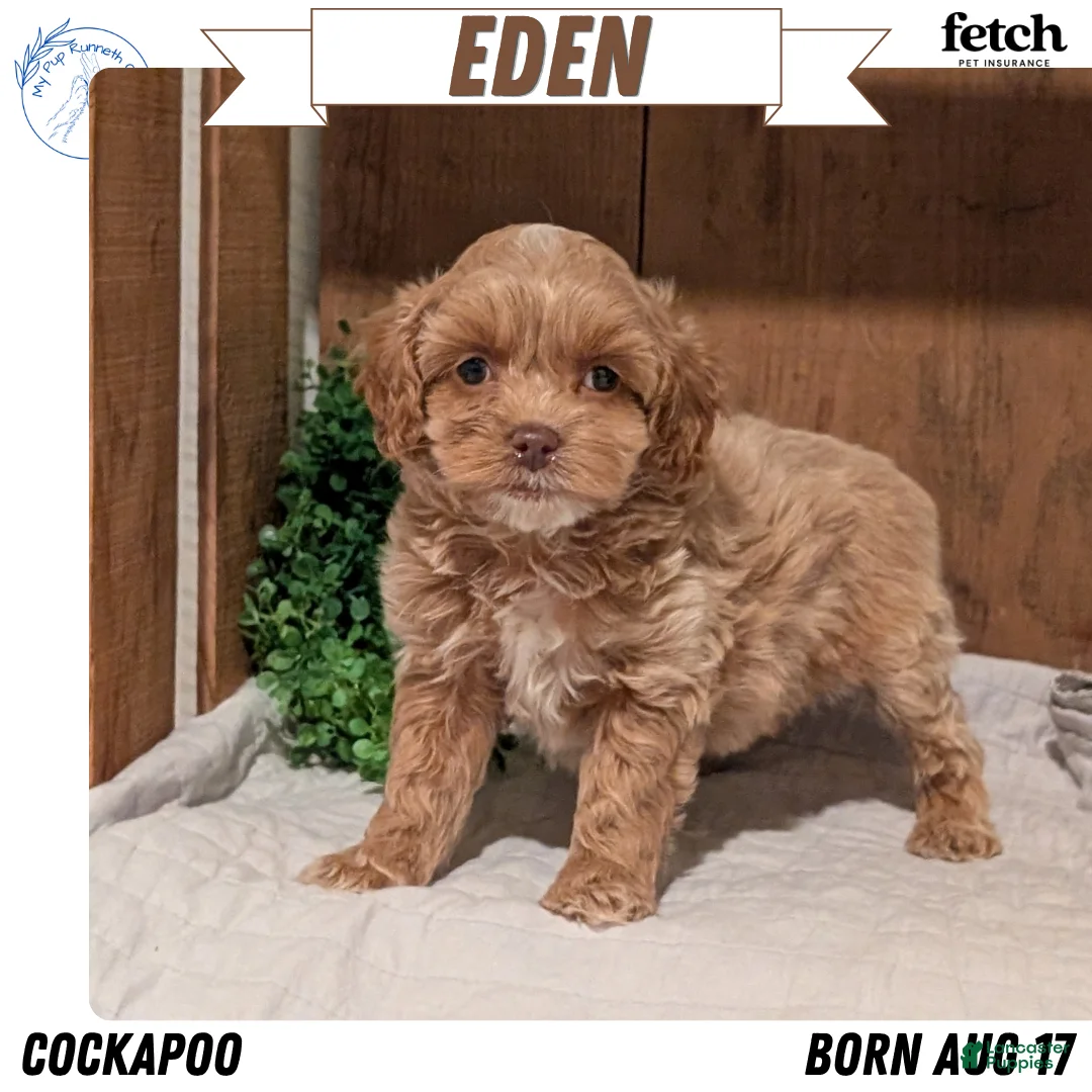 Cockapoo dogs for sale: Eden - Ad 1