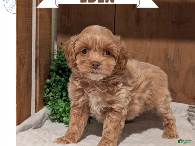 Cockapoo dogs Eden - Ad 1