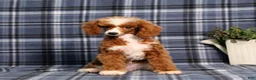 Miniature Poodle dogs for sale: Xoey (Irish Spotting) - Ad 6