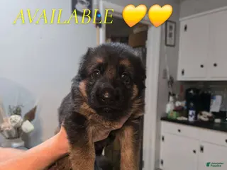 German Shepherd dogs German Shepherd 6 - Ad 15