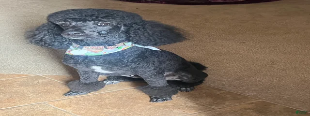 Tuxedo 