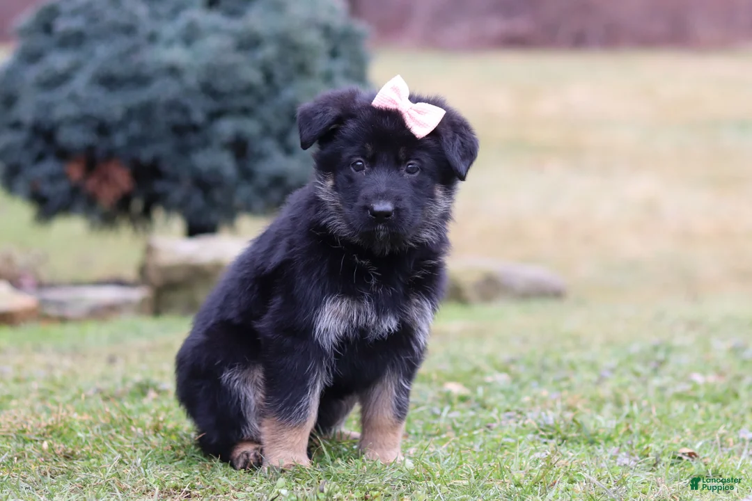 German Shepherd dogs for sale: SPECIAL Anita - Ad 2