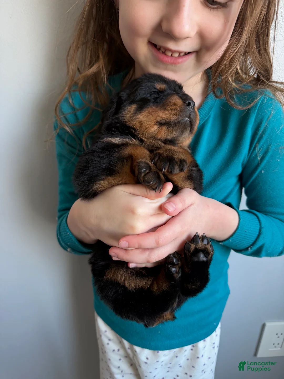 Rottweiler dogs for sale: Bear - Ad 6