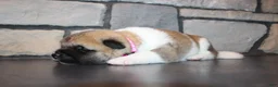 Akita dogs for sale: AKC Piper - Ad 5