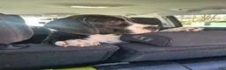 Mixed Breed dogs for sale: Charlie  - Ad 4