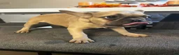 French Bulldog dogs for sale: Nina - Ad 27