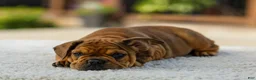 French Bulldog dogs for sale: Olive – Fawn Brindle/White - Ad 6