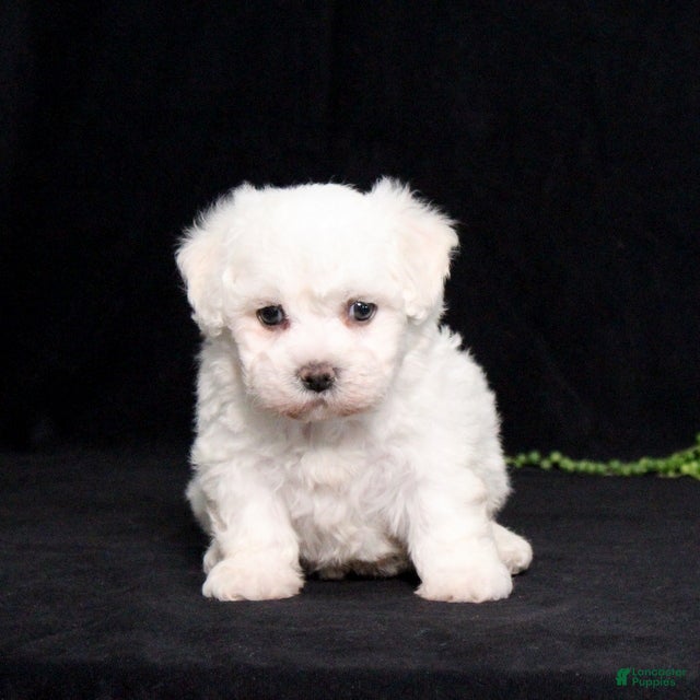 Bichon Frise dogs Ellie - Ad 2