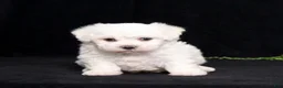 Bichon Frise dogs for sale: Ellie - Ad 2