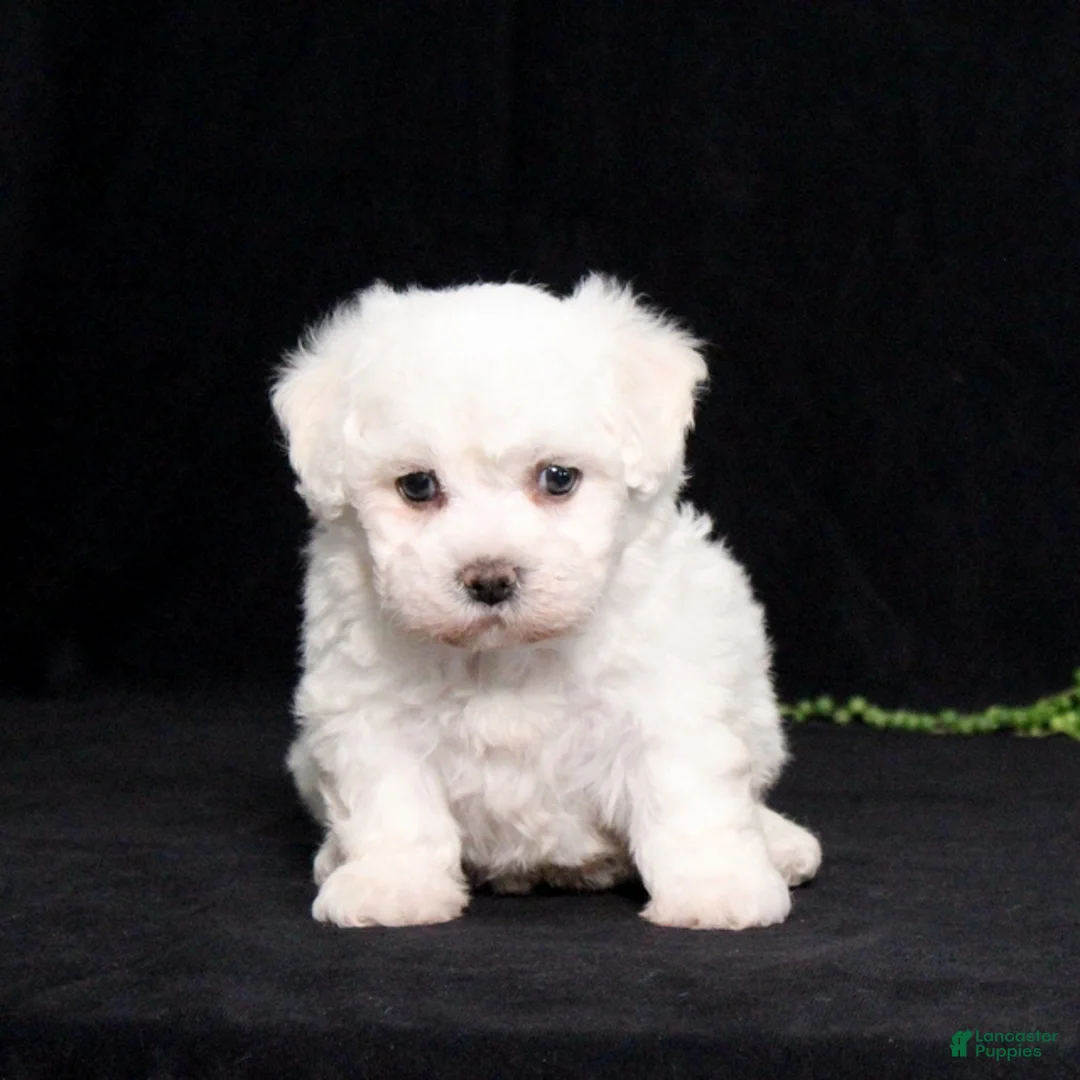 Bichon Frise dogs for sale: Ellie - Ad 2