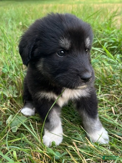 Great Pyrenees dogs Miley - Ad 27