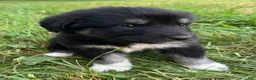 Great Pyrenees dogs for sale: Miley - Ad 1